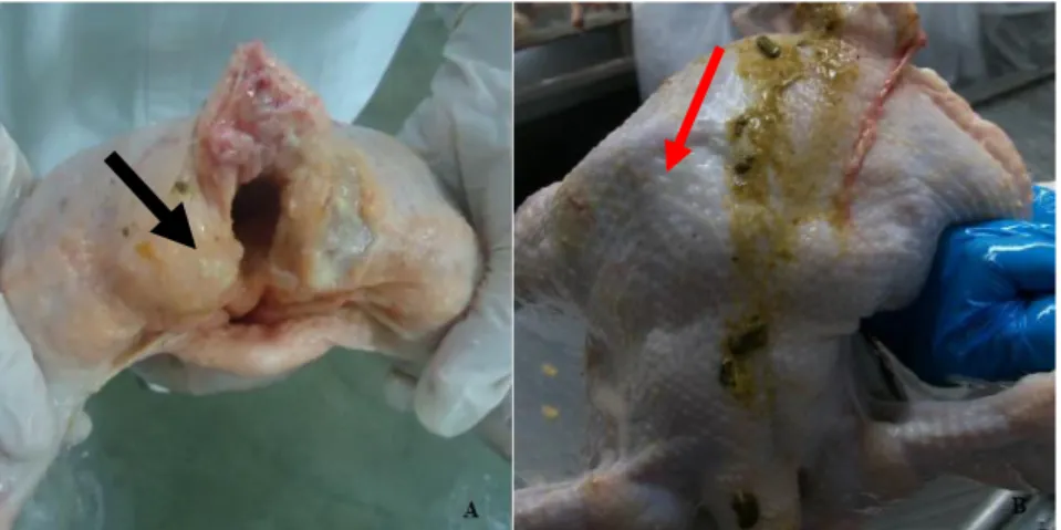 Figura  3  -  Fotos  apresentando  diferentes  tipos  de  contaminação  em  carcaças  de  frangos de corte