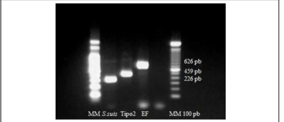 Figura  1:  Eletroforese em  gel  de agarose 1,5%,  corado com  Gel  Red ® demonstrando produtos amplificados de S