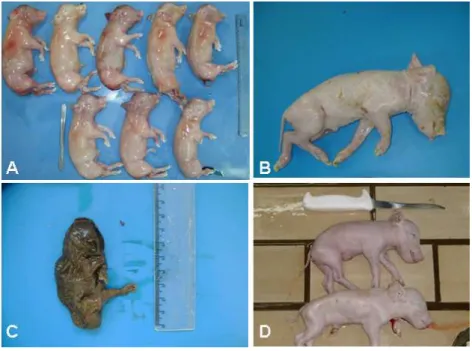Figura  2  –  Exemplos  de  amostras  de  fetos  recebidos  para  necropsia.  A)  Fetos  abortados;  B)  Feto natimorto; C) Feto mumificado; D) Leitões inviáveis