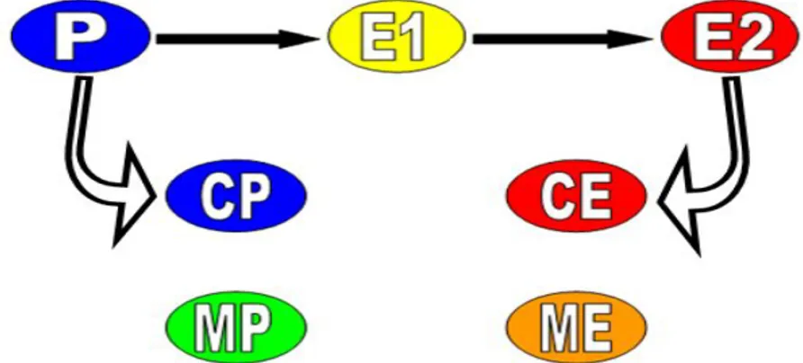 FIGURA 1 – Demonstração esquemática dos grupos da primeira parte (P, E1 e E2),  e  da  segunda  parte,  onde  P  e  E2  foram  utilizados  como  controle  (CP  e  CE)  em  relação  aos  grupos  submetidos  aos  mesmos  estímulos  e  pré-medicados  com  mel