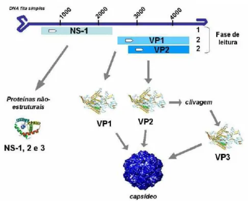 Figura 1. Representação da estrutura do genoma do PVS1. Localização  das ORFs que codificam as proteínas NS e VP