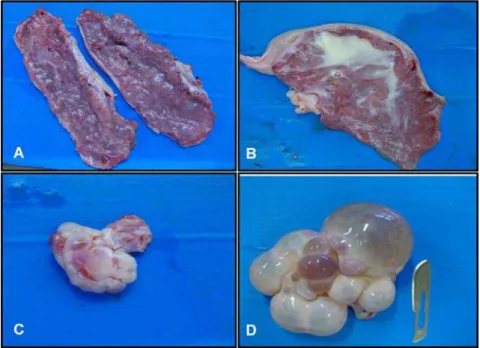 Figura  6. Órgãos reprodutivos de fêmeas suínas. A) Útero com  mucosa normal; B) Útero com exsudato purulento; C) Ovário ciclando; 