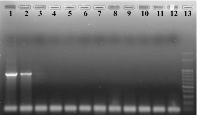 Figura 7  –  Sensibilidade da PCR. 1- Plasmídeo com 10 9  moléculas/µL, 2- 10 8  moléculas/µL, 3-  10 7  moléculas/µL, 4- 10 6  moléculas/µL, 5- 10 5  moléculas/µL, 6- 10 4  moléculas/µL, 7- 10 3 