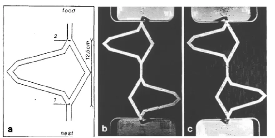 Figura 2.2: Experimento da ponte dupla, com um diagrama parcial das pontes (a) e distribuição das formigas após 4 (b) e 8 (c) minutos