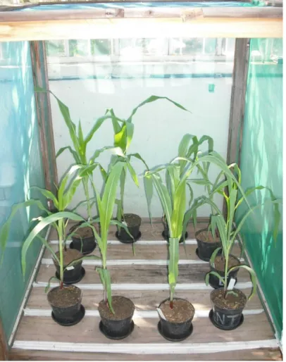 Figura 5  –  Gaiola telada contendo plantas de milho utilizadas para a condução dos bioensaios de não- não-preferência para oviposição de S