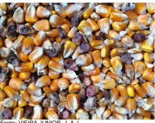 Figura 5. Grãos de milho apresentando alteração da coloração característica  devido colonização de fungos