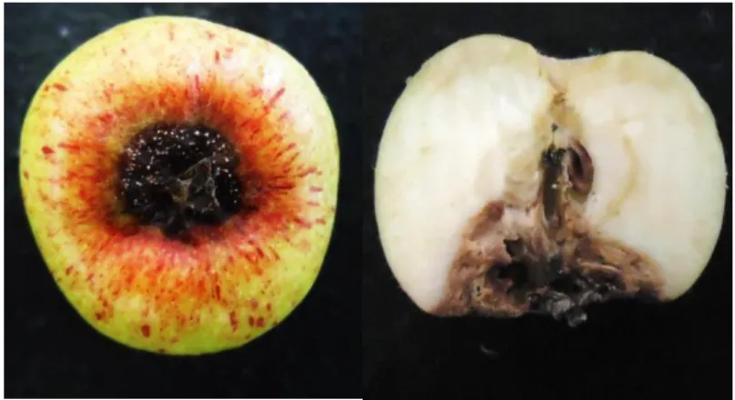 Figura  2  –   Podridão  de  cancro  europeu  em  fruto  de  macieira cv. Gala em pomar de Vacaria/RS