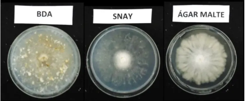 Figura 7  – Colônias do isolado FROL 08  de  Neonectria  ditissima  nos  meios  BDA  (batata-dextrose-ágar),  SN  (SNAY)  e  AM  (ágar  extrato  de  malte)  após  20  dias  de  incubação