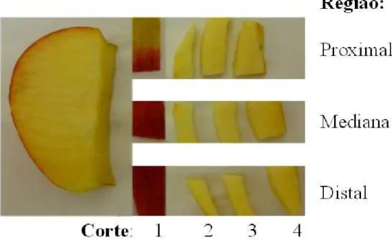 Figura 8 – Secção longitudinal do fruto, com separação das regiões (proximal, mediana  e distal) para análise das concentrações minerais