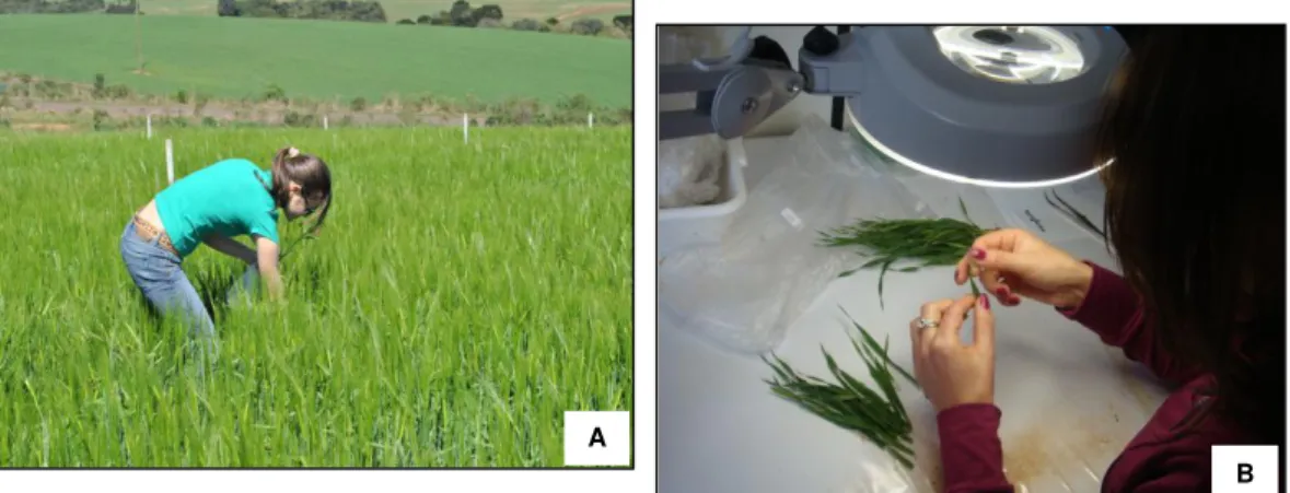 Figura 11. Coleta de afilhos de cevada no estágio de espigamento (A). Quantificação da incidência e severidade  foliar no laboratório (B)