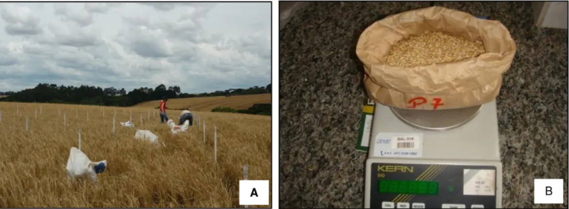 Figura 12. Colheita da cevada (A). Determinação do rendimento de grãos (B). Fotos: Casa &amp; Agostinetto (2009) 