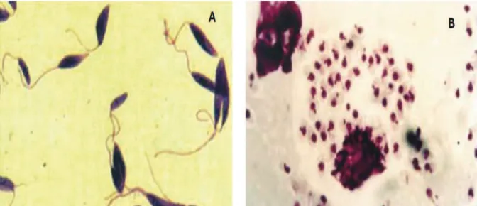 Figura  1: Formas  dos  parasitas Leishmania sp.  Responsáveis  pela  transmissão  da  Leishmaniose