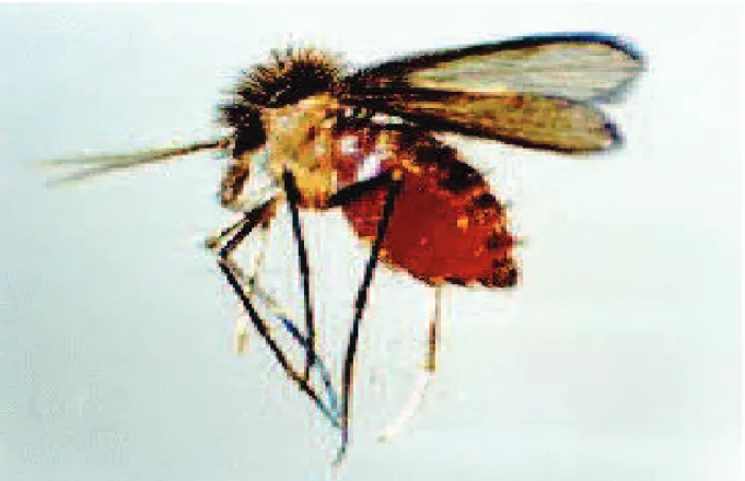 Figura 2. Lutzomya longipalpis.   