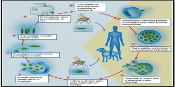 Figura 3. Ciclo de transmissão da leishmaniose.  