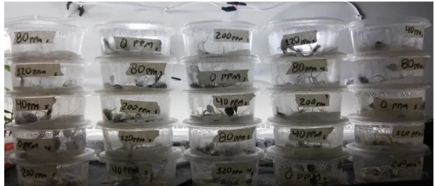 Figura  02.  Experimento  de  germinação  de  sementes  de  Leucaena  leucocephala  evidenciando  a  disposição  das  unidades  experimentais  dos  tratamentos  que  receberam  diferentes concentrações de níquel em solução