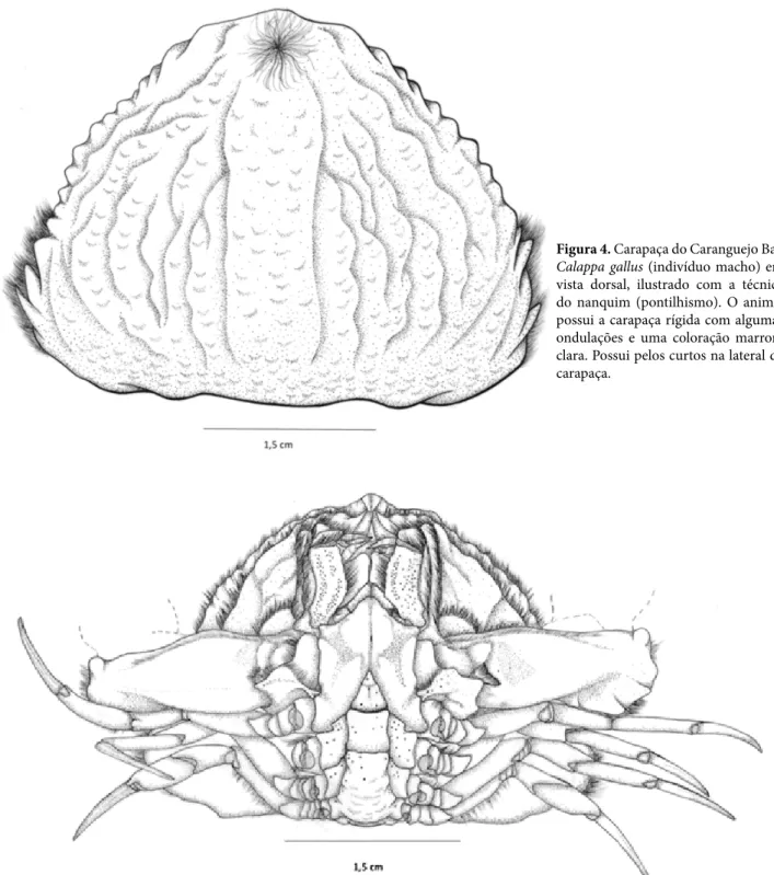 Figura 4. Carapaça do Caranguejo Baú  Calappa gallus (indivíduo macho) em  vista dorsal, ilustrado com a técnica  do nanquim (pontilhismo)