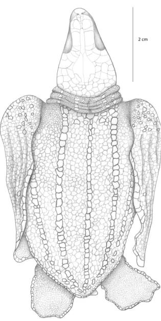 Figura 9 .  Tartaruga de Couro Dermochelys coriacea (indivíduo  juvenil) em vista ventral, ilustrada com a técnica do grafite