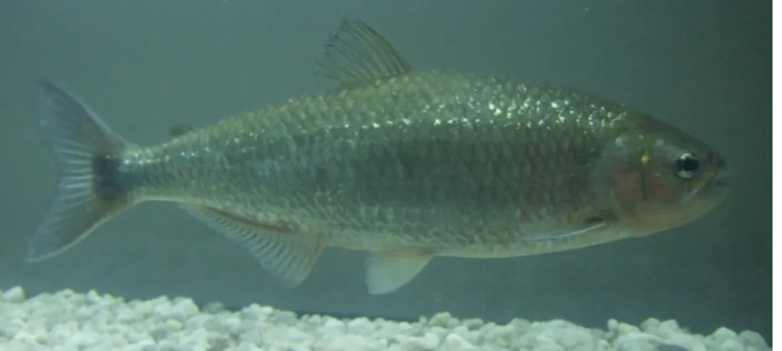 Figura 5: Brycon opalinus (Curvier, 1819). Status de ameaça: vulnerável (Biodiversitas, 2003); ameaçada nos estados SP, MG e RJ  (Rosa e Lima, 2008; Biota, 2010; Brasil, 2014)