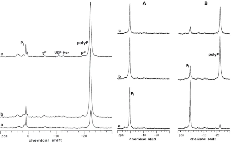 Fig. 2 31 P-NMR spectra of control (A) and mycorrhizal (B) chest- chest-nut roots at different mycorrhization times: (a) 3 weeks after  my-corrhizal induction; (b) 1 month after mymy-corrhizal induction; (c) 3 months after mycorrhizal induction