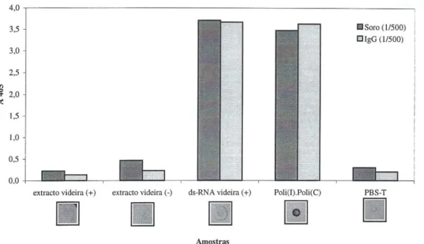 Figura  3  - Avaliação  do  desempenho  dos  anticorpos  produzidos  para  poli(I):poli(C)  em  extractos  aquosos  de  videira  1:5  (p/v) e em ds-RNA purificado a  partir de 5 g de  material  vegetal  por alvéolo