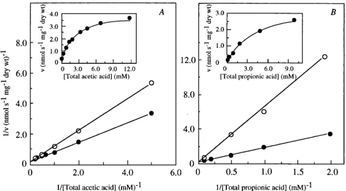 FIG. 1. Lineweaver-Burk plots of initial uptake rates of labelled acetic acid (A) or propionic acid (B) at pH 5.0 as a function of acid concentration by acetic acid-grown cells of Z