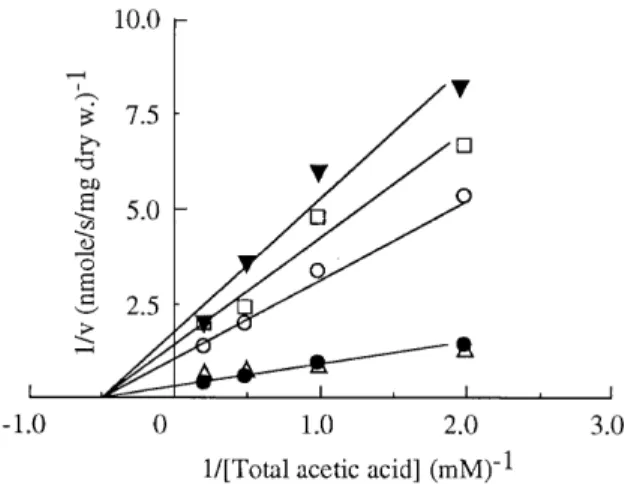 FIG. 4. Lineweaver-Burk plots of initial uptake rates of labelled acetic acid by acetic acid-grown cells of Z