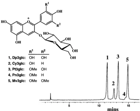 Fig. 1. HPLC profile of the purified anthocyanin sample from Abies procera detected at 520 ⫾ 20 nm