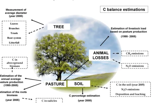Fig. 1. Components of the system considered in order to evaluate the carbon balance in the study