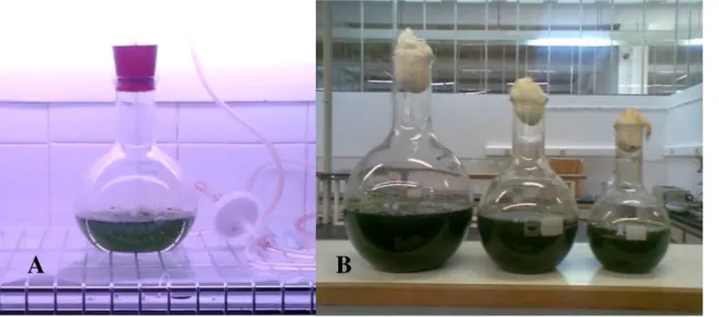 Figura 3.1: Manutenção de culturas em laboratório; A- Cultura em meio de Walne modificado com fluxo de  ar; B- Cultura em meio de Walne modificado