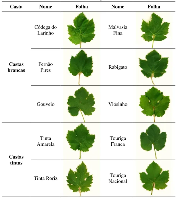 Tabela 1 – Folhas de castas de videira em estudo provenientes do Planalto Mirandês. 