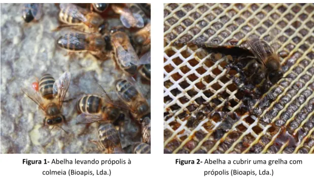 Figura 2- Abelha a cubrir uma grelha com  própolis (Bioapis, Lda.) 