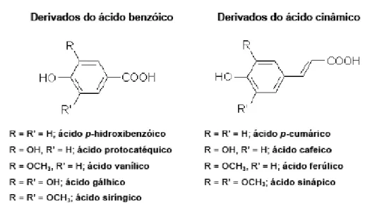 Figura 2. Estrutura química dos ácidos fenólicos mais frequentes [22]. 