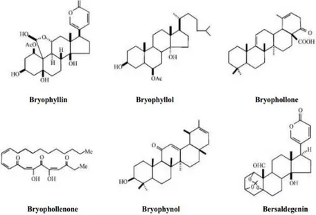 Figura 11: Estructura de los diferentes terpenos de K. pinnata (Supratman et al., 2001, Ram et al., 2004) 