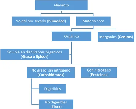 Figura 15: Esquema de composición de un alimento (Maitane Maisterra) 