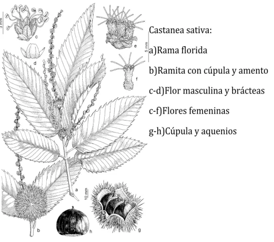 Figura 1: Imagen de las partes de Castanea sativa que se describen en la enciclopedia Flora ibérica (Real jardín  botánico, 1990) 