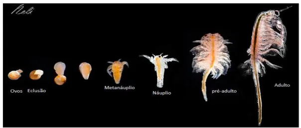Figura  13  -  As  diferentes  fases  de  crescimento  da  Artemia  salina  (Fonte:  Neli  Martín,  2017)