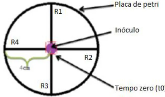 Figura 15 - Esquema representativo do procedimento utilizado para a determinação das curvas de  crescimento do micélio de Clitocybe odora (Adaptado de: Pinto, 2012)