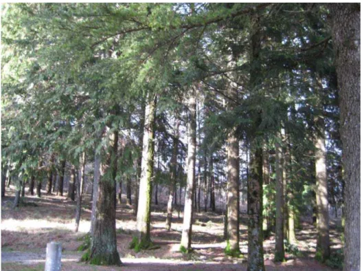Figura 6 - Área de amostragem de Pinus nigra (PN) 