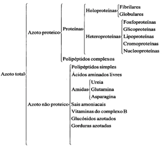 Figura 10.  Constituintes azotados de um alimento (McDonald  et al ., 1993).  