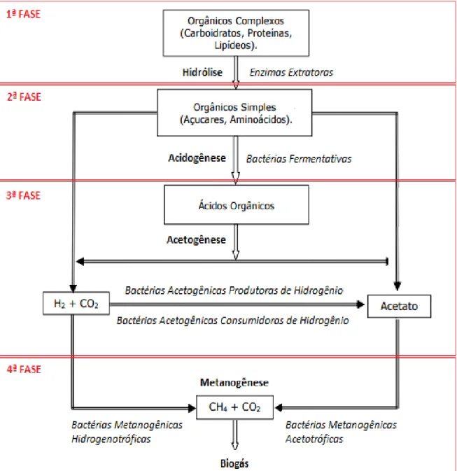Figura 1 - Fases da Digestão Anaeróbia. 