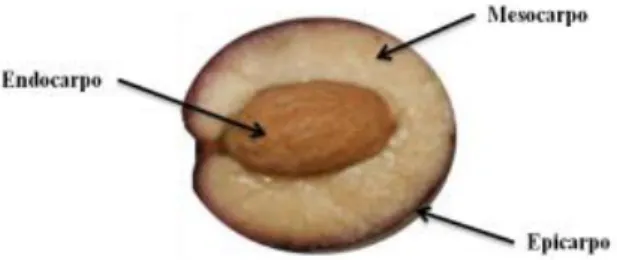 Figura 1-Representação esquemática da azeitona. Fonte Nogueira, 2012 . 4.1 – A oliveira e seus produtos 
