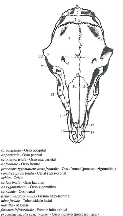 FIGURA 2.2- Pontos craniométricos do esqueleto da cabeça de ovinos (vista dorsal)  (DRIESCH,  197 6 citado por  CALA VIA,  1985)