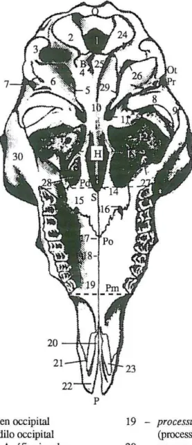 FIGURA 2.3 - Pontos craniométricos do esqueleto da cabeça de ovinos (vista basal) 