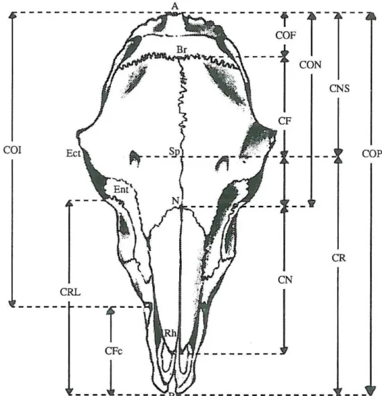 FIGURA  3.1  - Distâncias morfométricas longitudinais do crânio de ovinos (vista dorsal)  C.O.P