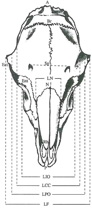 Figura 3.2- Distâncias morfoménicas transversais do crânio de ovinos (vista dorsal)  A  L.N