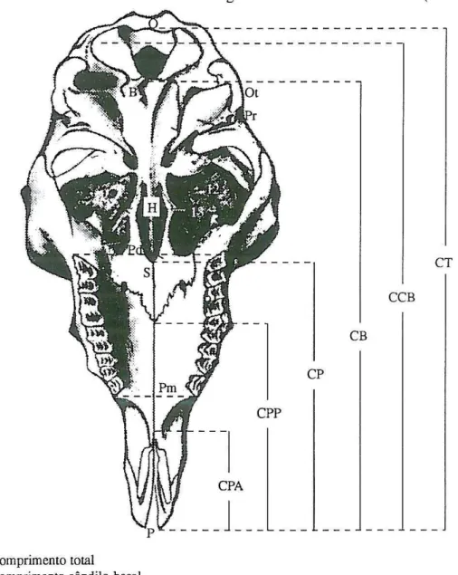 FIGURA  3.3- Distâncias morfométricas longitudinais do crânio de ovinos (vista ventral)  C.T