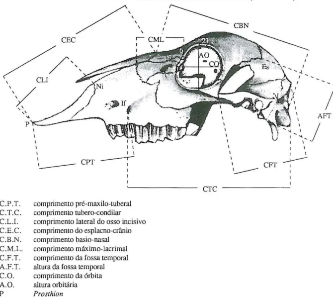 FIGURA  3.5 - Distâncias moifométricas laterais do crânio de ovinos (vista lateral)  C.P.T