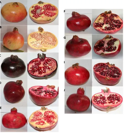 Figure 1: The nine pomegranate cultivars studied in the present work: A - Mollar de Elche, B - Valen- Valen-ciana, C - White, D - CG8, E - Cis 127, F - Katirbasi, G - Parfianka, H - Wonderful 1, and I - Wonderful 2
