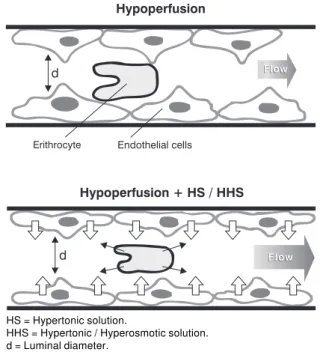 Figure 3 - Microcirculatory effects of hyperosmotic/