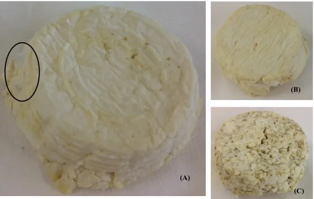 Figure  3.  Cottage  cheese  after  14  days  of  storage:  control  sample  with  signs  of  degradation  (A); sample with chamomile decoction (B) and sample with chamomile powder (C)